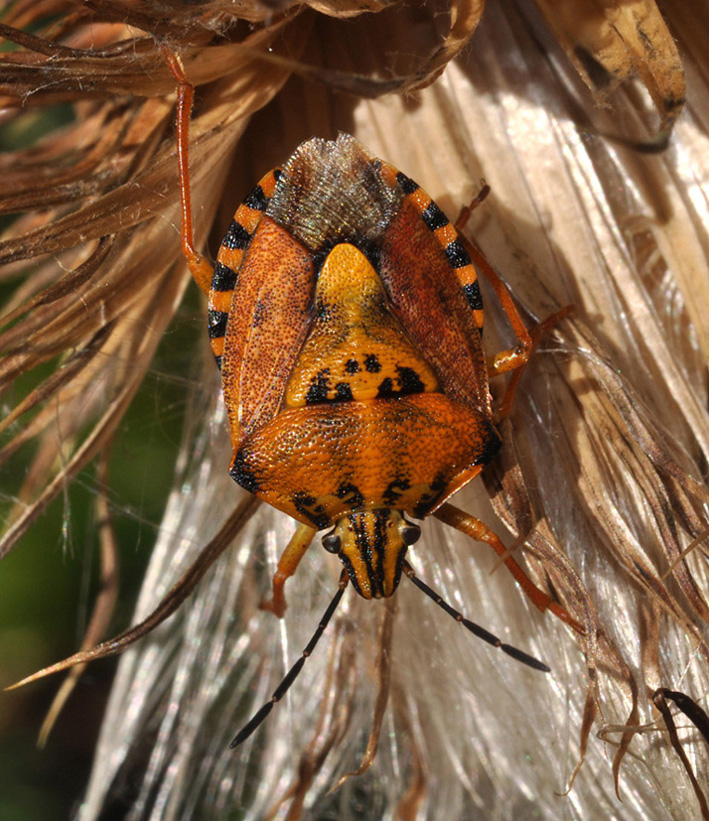 conferma  carpocoris